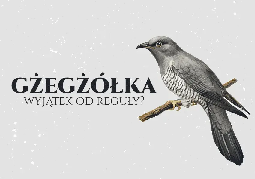 Poprawna pisownia gżegżółka - zasady ortografii i najczęstsze błędy