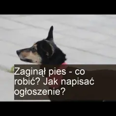 Jak skutecznie napisać ogłoszenie o zaginięciu rzeczy? Sprawdź prosty sposób