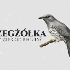 Poprawna pisownia gżegżółka - zasady ortografii i najczęstsze błędy