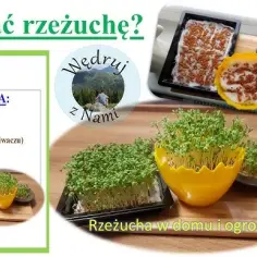 Jak się poprawnie pisze rzeżucha: zasady pisowni i najczęstsze błędy